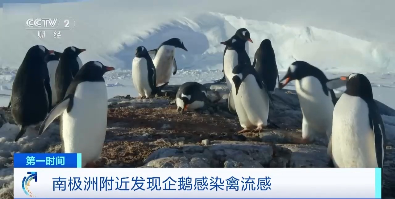 南極洲附近企鵝感染禽流感 已有超200只死亡