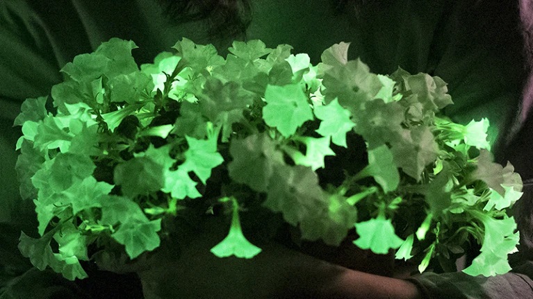 會發(fā)光的基因工程植物首次進(jìn)入美國市場