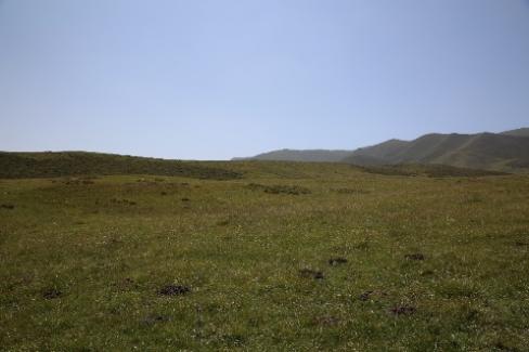 高原鼠兔是黃河源區(qū)高寒草甸局部退化的重要影響因素