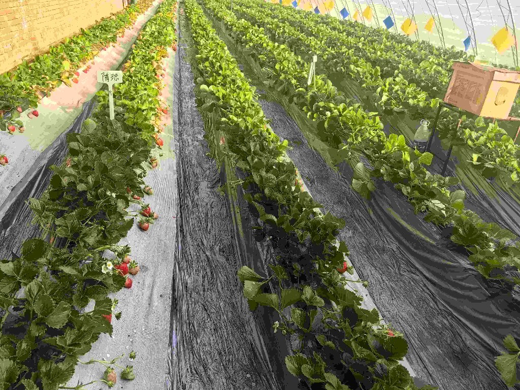 北京：“智決策”“慧管理”種植草莓更甜蜜